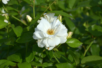 Obraz na płótnie Canvas one white rose flower blossom with yellow pistils in the garden