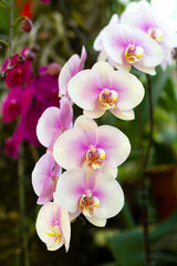 Fototapeta na wymiar Flowering branch of white-pink Phalaenopsis orchid