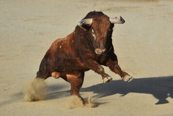 strong bull with big horns in spain