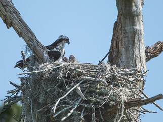 osprey tending to growing pine cones