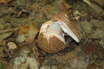 Old fly agaric mushroom germinated in dry foliage in the autumn forest close-up.