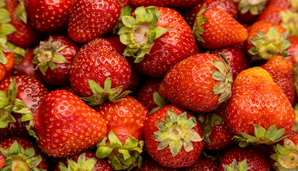 Strawberries. Background of freshly picked strawberries, lots of strawberries.