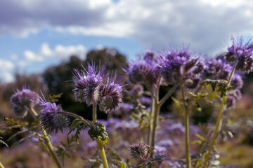 Field of Blooming Purple Lacy Phacelia (Phacelia tanacetifolia) Flowers