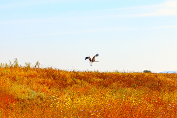 Fototapeta na wymiar Stork flies over the hill . One bird at summer meadow