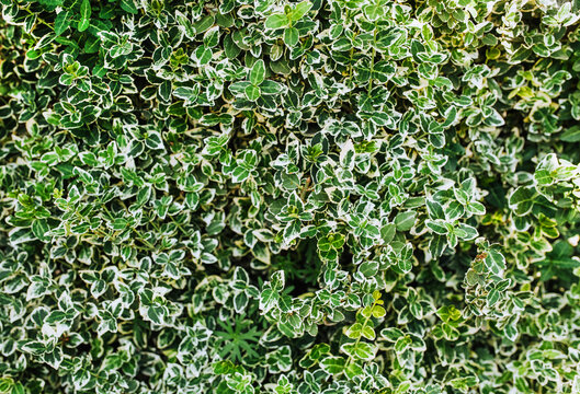 Background, texture of green foliage, euonymus leaves. Photography of nature.