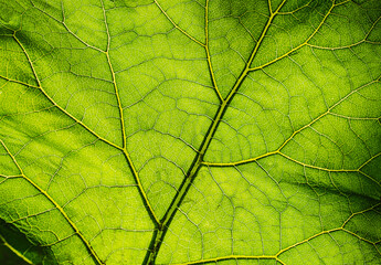 Texture, background of a leaf with curved lines of a perennial green plant Arctium close-up. Photography of nature.