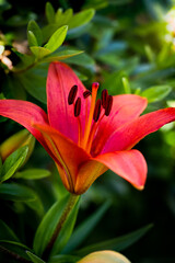 Fototapeta premium Red lily