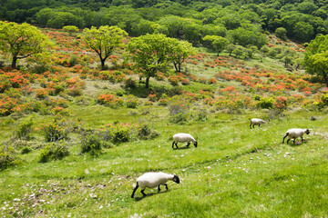 群馬県の初夏　赤城山白樺牧場のレンゲツツジ