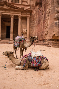 Camels in the desert near Perta, Jordan