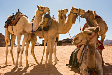 Camels in the Wadi Rum desert, Jordan