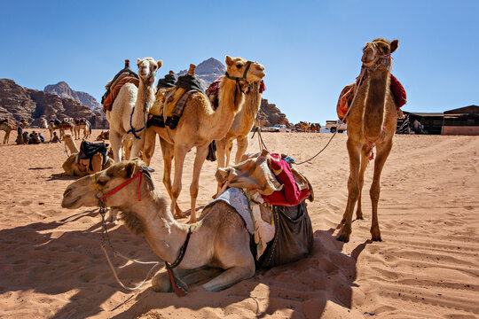 Camels in the desert near Perta, Jordan