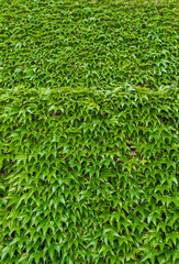 Background, texture of leaves, foliage of a green ivy plant on a large wall. Photography of nature.