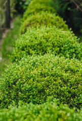 Beautiful background, close-up texture of green leaves, foliage of an evergreen boxwood bush in a row. Photography of nature in the garden.