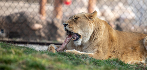 Lioness eating a meat bone horizontal