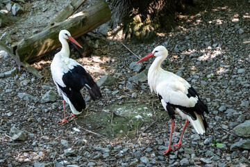 White stork after landing on the ground