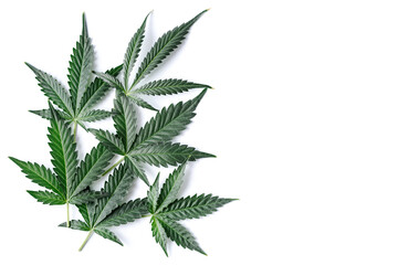 Cannabis is a standoff between a drug and a medicine. Green background of leaves.Close-up young hemp. Medicinal indica with CBD.Green cannabis leaves isolated on white background.