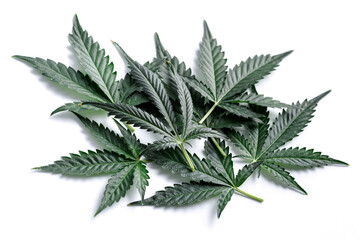 Cannabis is a standoff between a drug and a medicine. Green background of leaves.Close-up young...