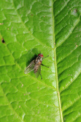 calliphora vicina fly macro photo