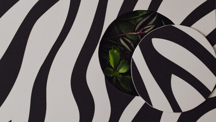 Leaves in hole on the zebra background © Jovana