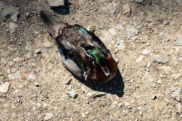 The duck's view from above rests on the warm ground during a beautiful warm sunny day
