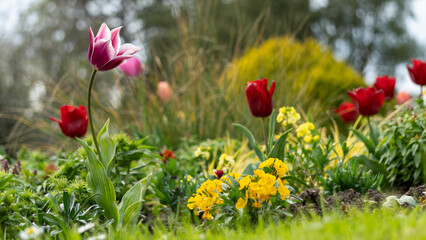 
Close-up in the garden, on tulips in red and pink tones, and orange-yellow flowers, carpeting the ground, in a green setting