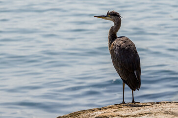A grey heron hunting in the sea. Wildlife nature
