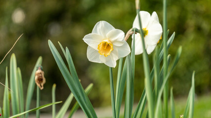 Beautiful narcissus in the garden, in spring, pretty ornamental white and yellow flower