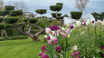 Tall bonsai trees and a garden of tulips and other ornamental flowers, surrounded by a mowed lawn, on a cloudy end of day