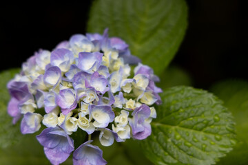 梅雨あじさい