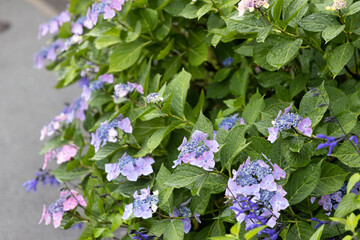 梅雨あじさい