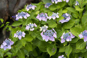 梅雨あじさい