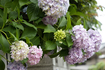 梅雨あじさい