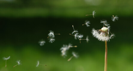 Close-up of a seed head of dandelion being blown.