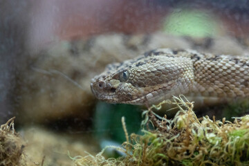 Great Basin Rattlesnake Crotalus Oreganus Lutosus Macro