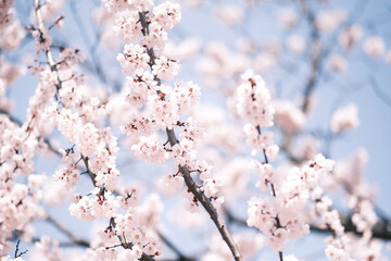 blossom