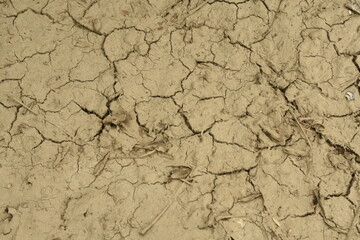 Cracked Mud Texture