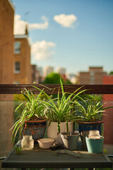 three Chlorophytum comosum spider plants on metal table in sun during summer
