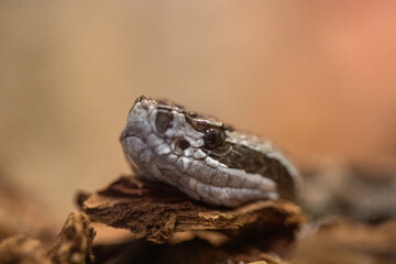 Western Massasauga Rattlesnake Sistrurus Catenatus Tergeminus Macro