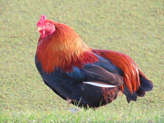 rooster in the farm
