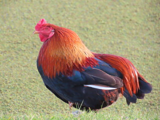 rooster in the garden