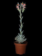 Flowered succulent Echeveria sp plant in a pot