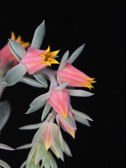 Close-up on the flowers of the succulent plant Echeveria sp