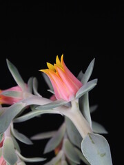 Close-up on the flower of the succulent plant Echeveria sp
