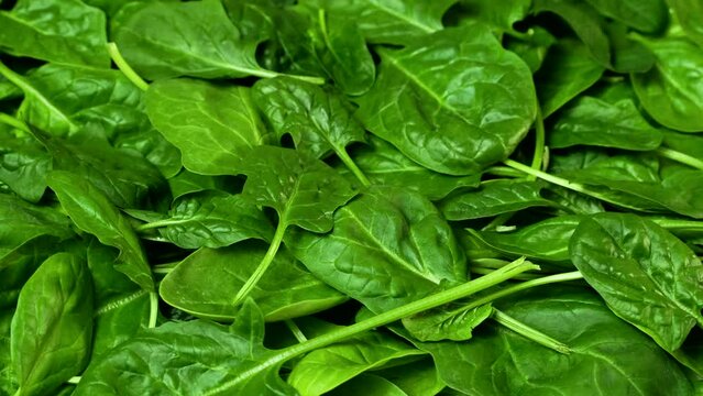 Spinach leaves rotating. Food background. Fresh organic green spinach leaves as background. Concept of healthy food, healthy lifestyle, diet. Close-up, top view rotation, slow motion