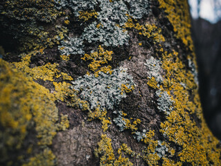 lichen on a tree