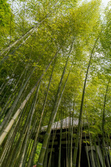 Fototapeta na wymiar 鎌倉長谷寺の竹林 
