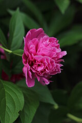 Pink flower in bloom