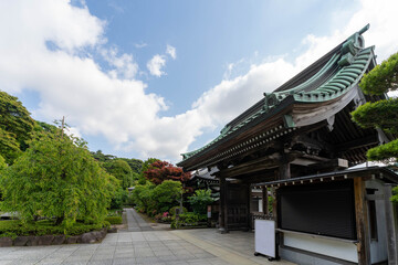 Fototapeta premium 鎌倉長谷寺の山門 