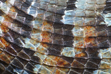 Macro photo of multicolored scales of lizard.
