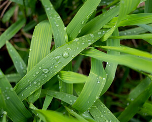 Grass leaves with raindrops and a dark background.